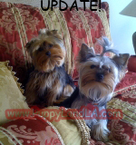 teacup yorkie